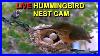 Live-Allen-S-Hummingbird-Nest-Cam-Hummingbird-Babies-From-Hatch-To-Fledge-01-at